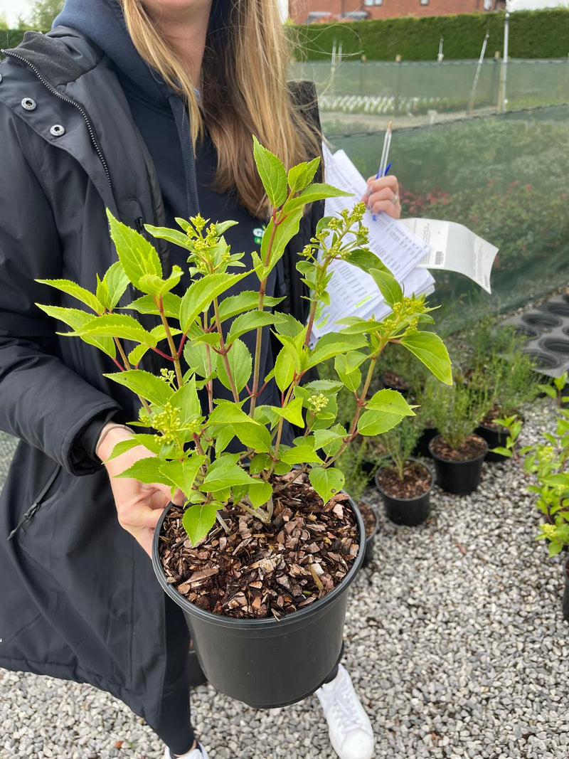 Hydrangea paniculata Kyushu 3 Litre Pot