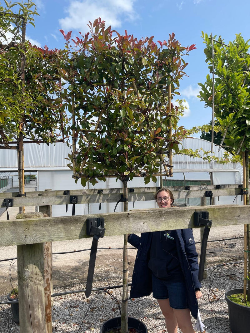 Photinia Red Robin 3/4 Std Pleached 150cm Stem Head 120 T x 100W SELL OFF