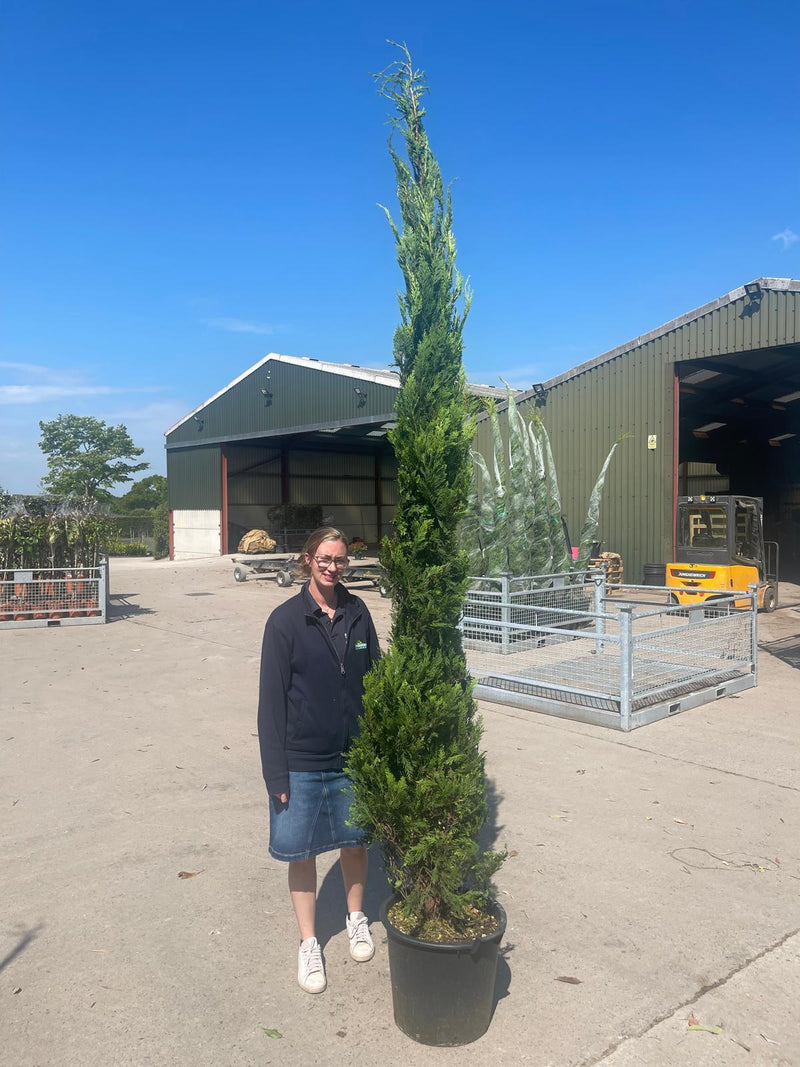 Leylandii Hedging Castlewellan 35 Litre Pot 2.5/3m