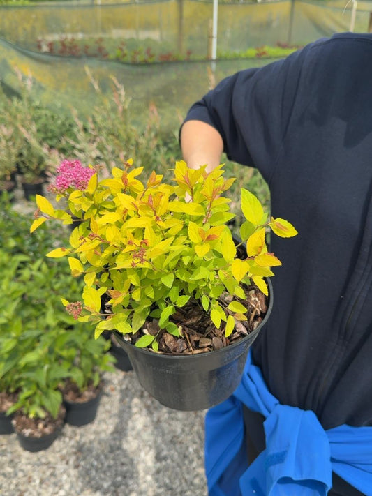 Spiraea japonica 'Golden Princess' - Japanese Spiraea 3 Litre Pot