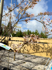 Amelanchier Robin Hill Std 8/10 cm Girth Potted