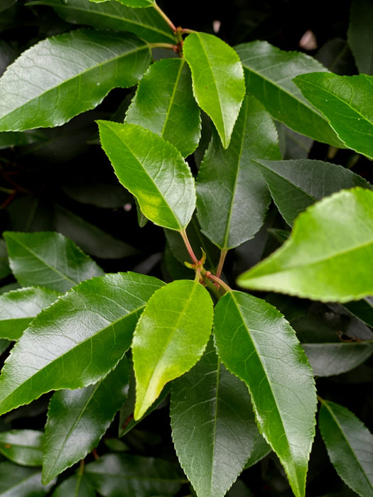 Portuguese Laurel Hedging 10 Litre Pot 100/125cm