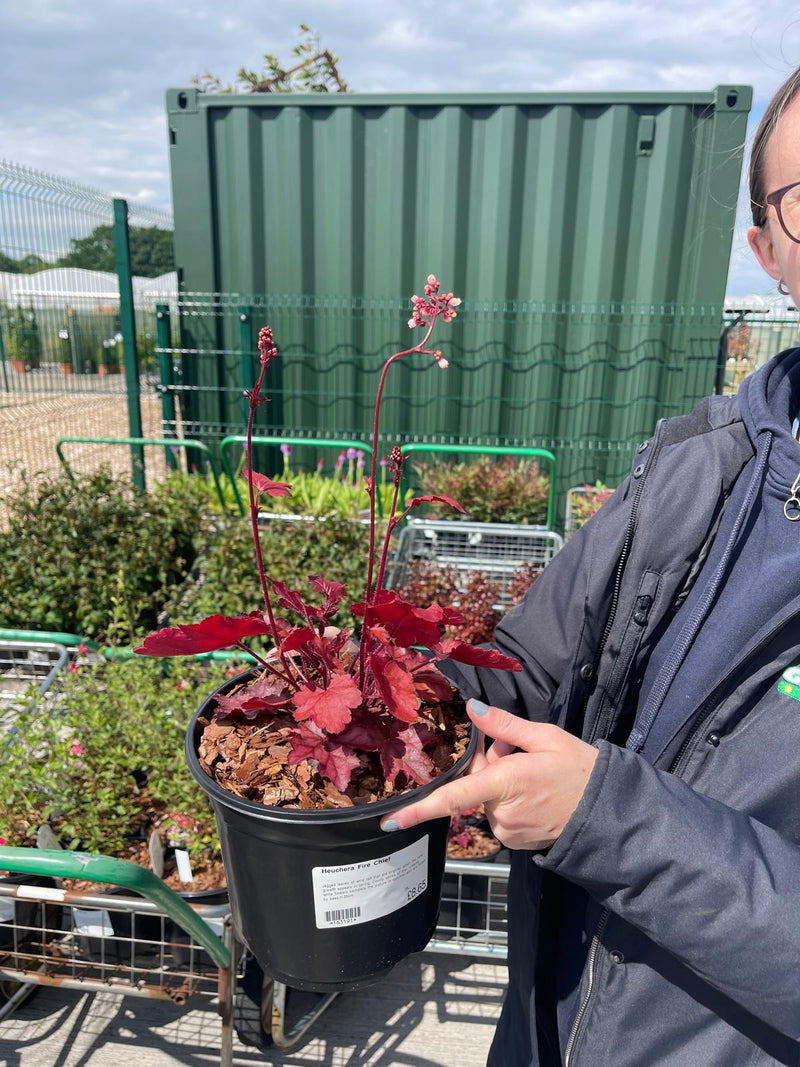 Heuchera Fire Chief 3 Litre Pot