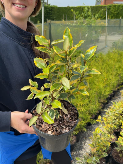 Elaeagnus ebbingei Viveleg - Oleaster 3 Litre Pot