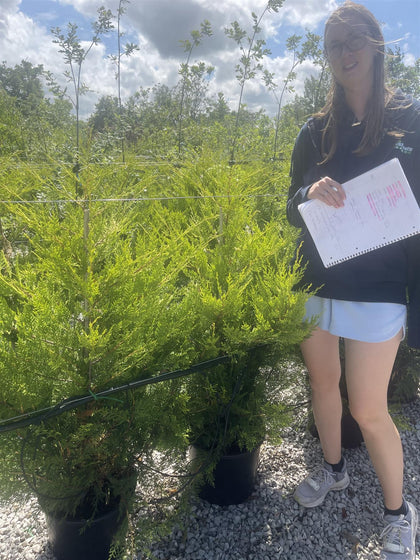 Leylandii Hedging - Excalibur Gold 15 Litre Pot 100/120cm Bush