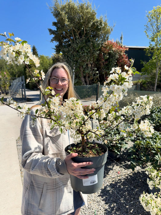 Ornamental Crab Apple Malus Tina 12 Litre Pot