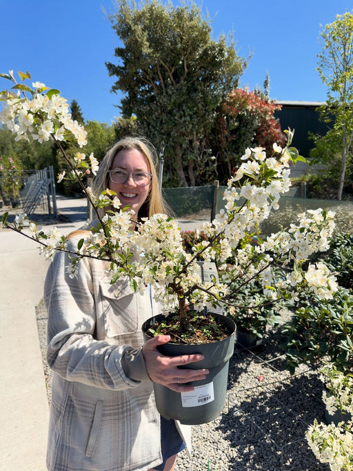 Crab Apple Malus Tina 6 Litre Pot