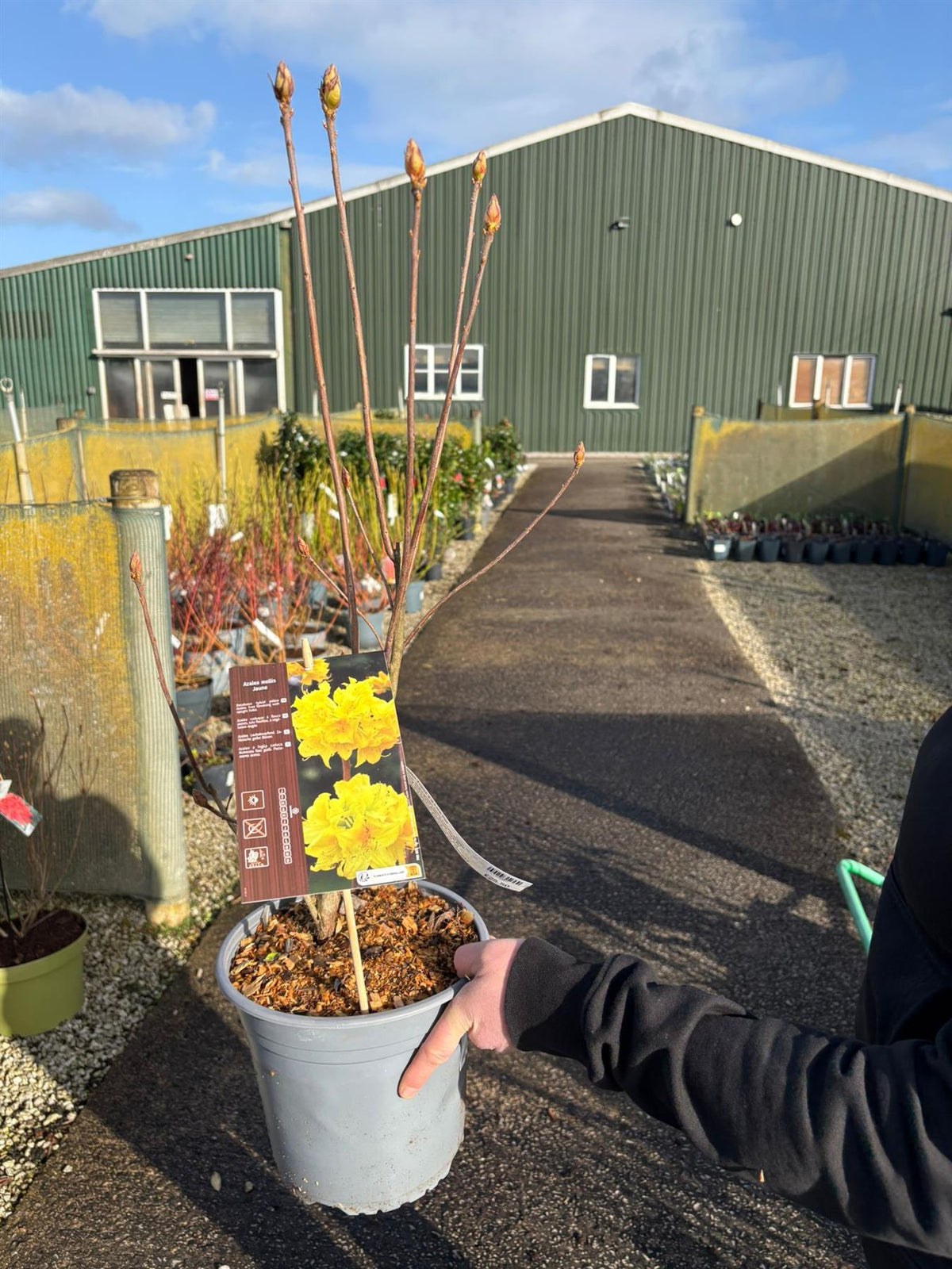 Azalea Mollis Golden Topaz 4.5 Litre Pot