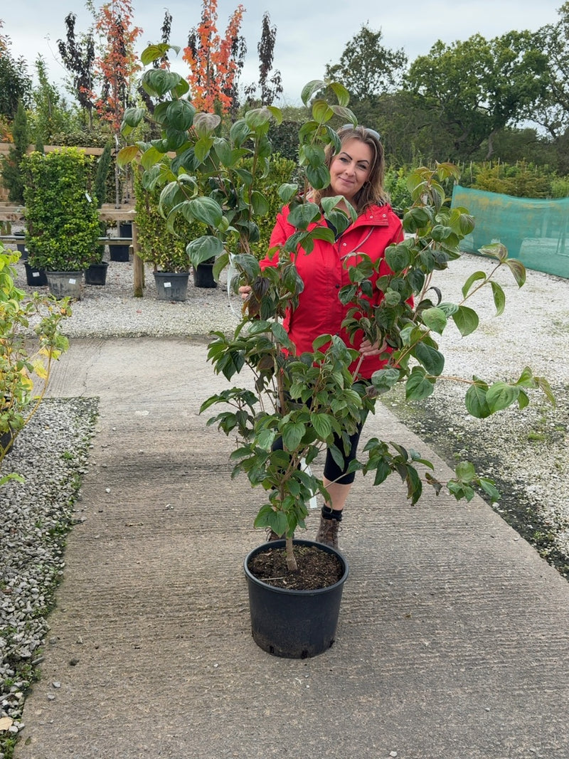 Cornus Kousa Satomi 20 Litre Pot 125-150cm Tall