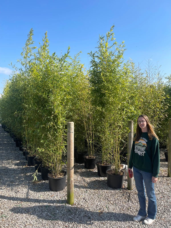 Phyllostachys Aurea, Golden Bamboo 18 Litre Pot 250cm
