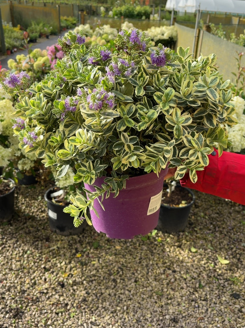 Hebe Veronica Variegata 5 Litre Pot