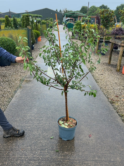 Plum Prunus Dom. Mirabelle de Nancy 10 Litre Pot Goblet