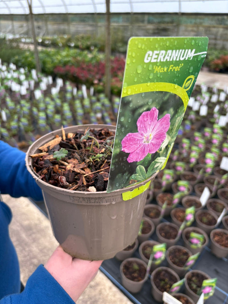 Geranium Max Frei 2 Litre Pot
