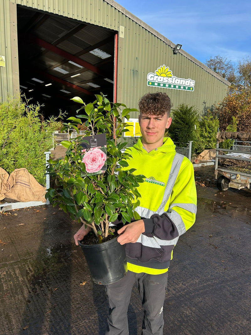 Camellia Jap. Bonomiana 7 Litre Pot