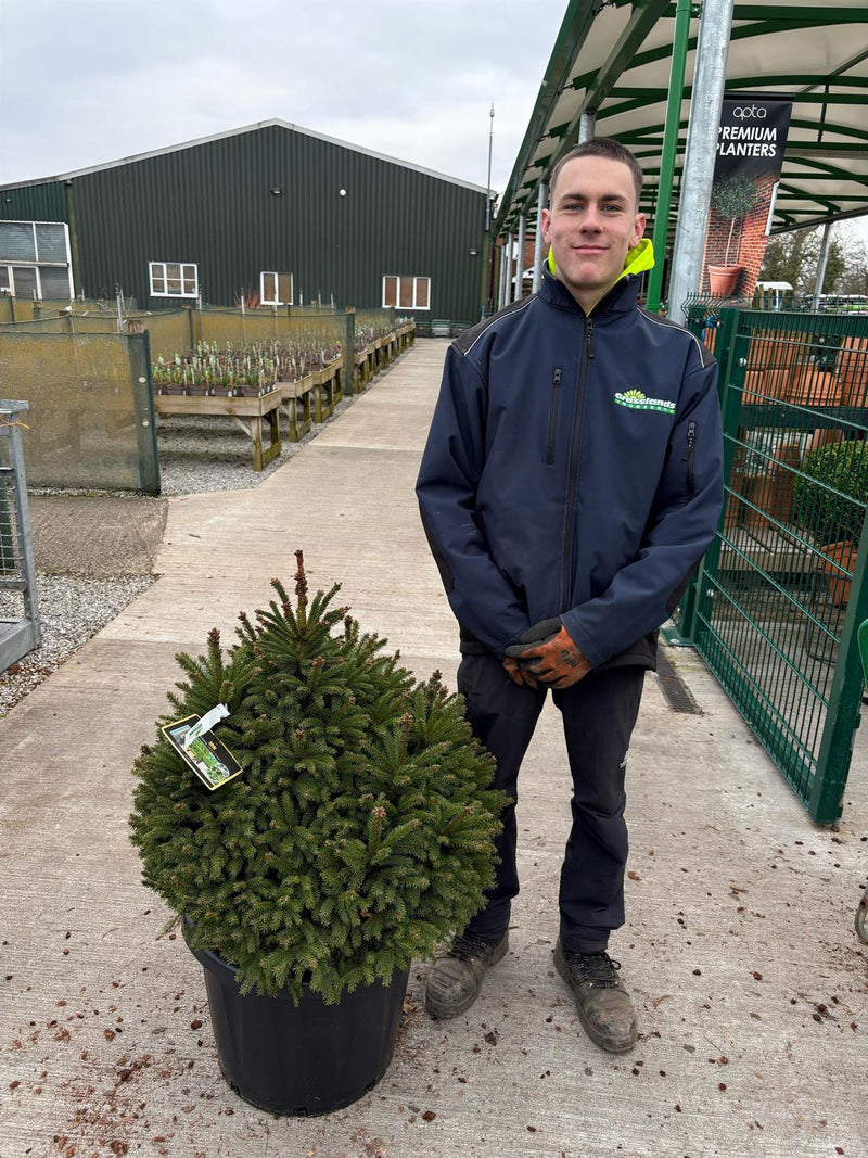 Picea Abies Pygmaea 45 Litre Pot