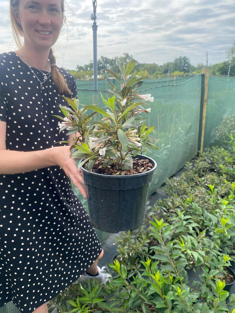 Weigela Victoria 3 Litre Pot