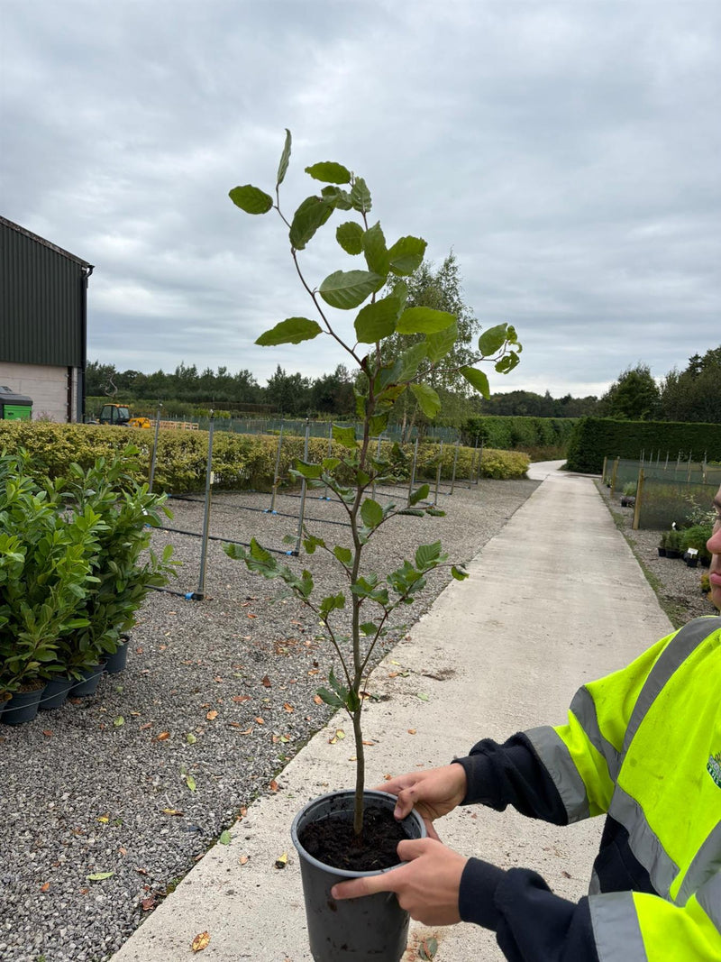 Beech Hedging Green 5 Litre Pot Grown 100-120cm Ready July