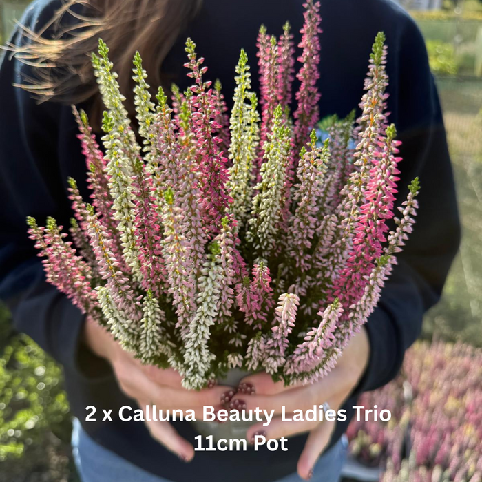 12 x Winter Colour Border Pack