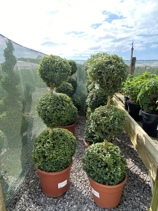 Buxus Sempervirens Trio-Ball Stack 12 Litre Pot