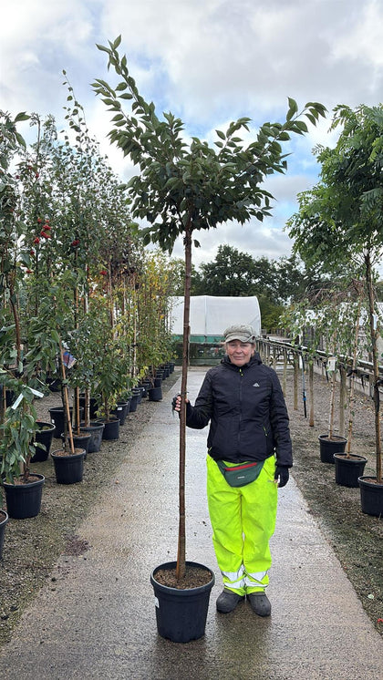 Prunus Autumnalis Rosea 20 Litre Pot 180cm Stem
