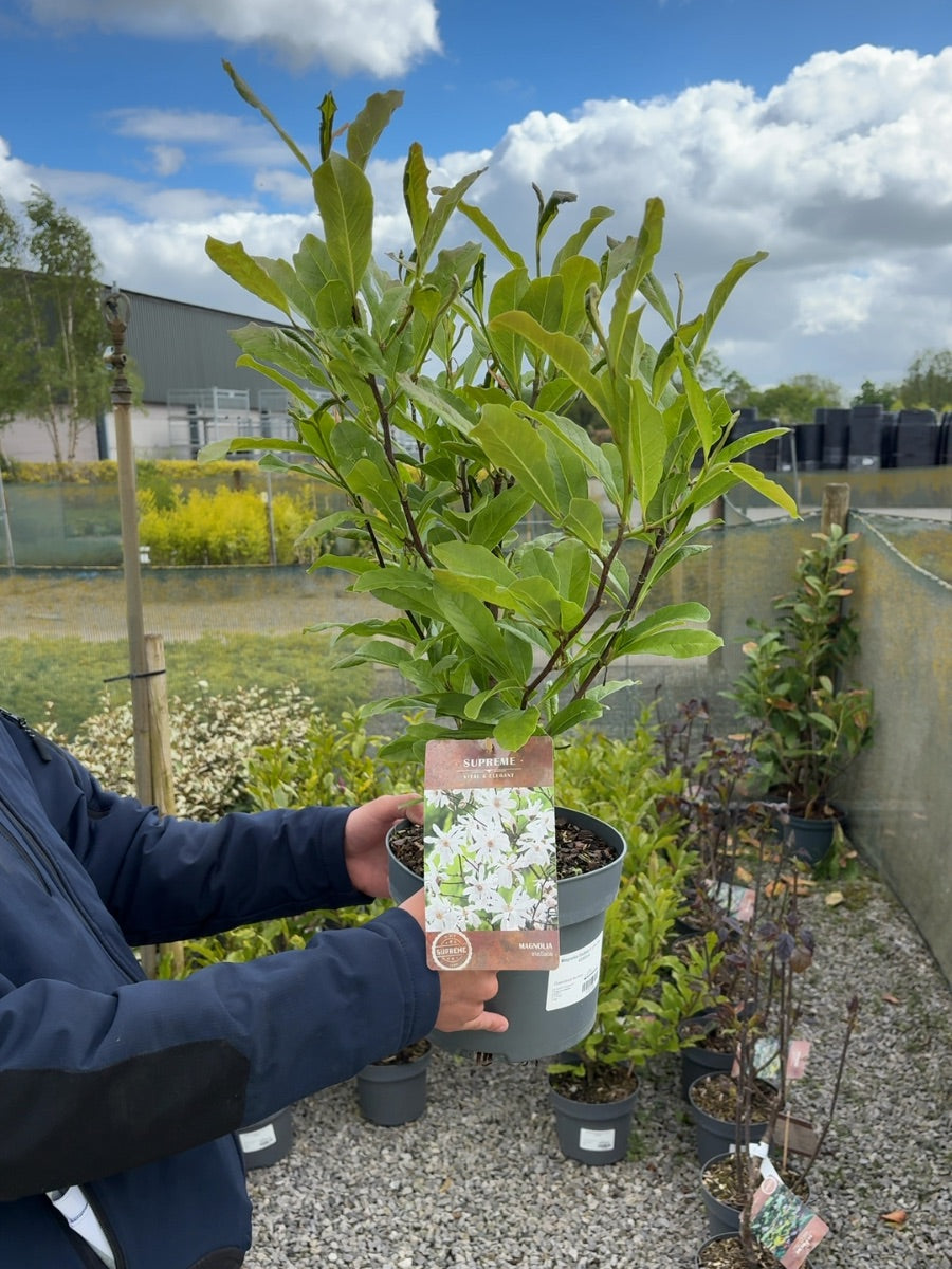 Magnolia Stellata 4 Litre Pot 40/60cm