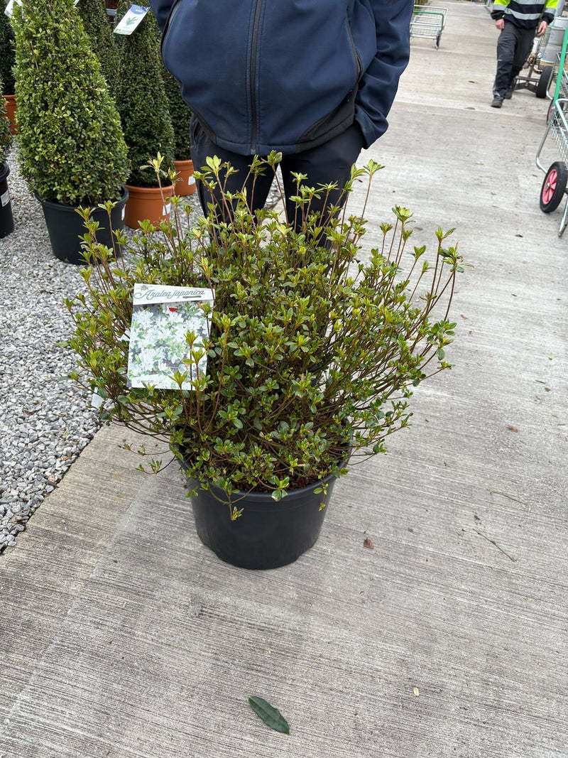 Azalea Japonica Schneewittchen 30 Litre Pot