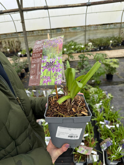 Agapanthus Poppin Purple 2 Litre Pot