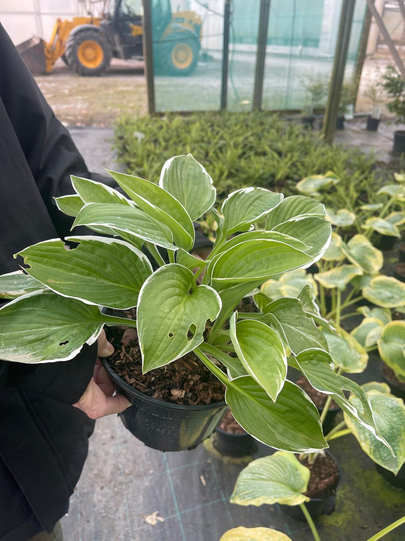 Hosta Francee 3 Litre Pot