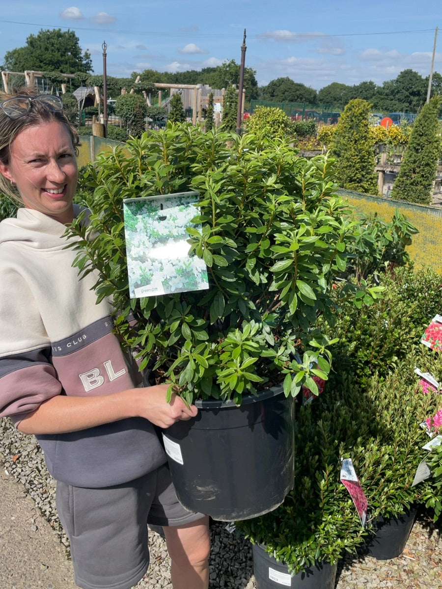Azalea japonica Luzi 20 Litre Pot