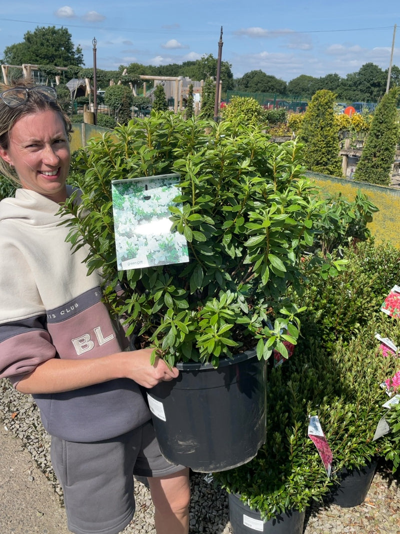 Azalea japonica Luzi 20 Litre Pot