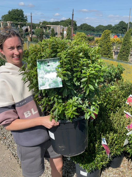 Azalea japonica Luzi 20 Litre Pot