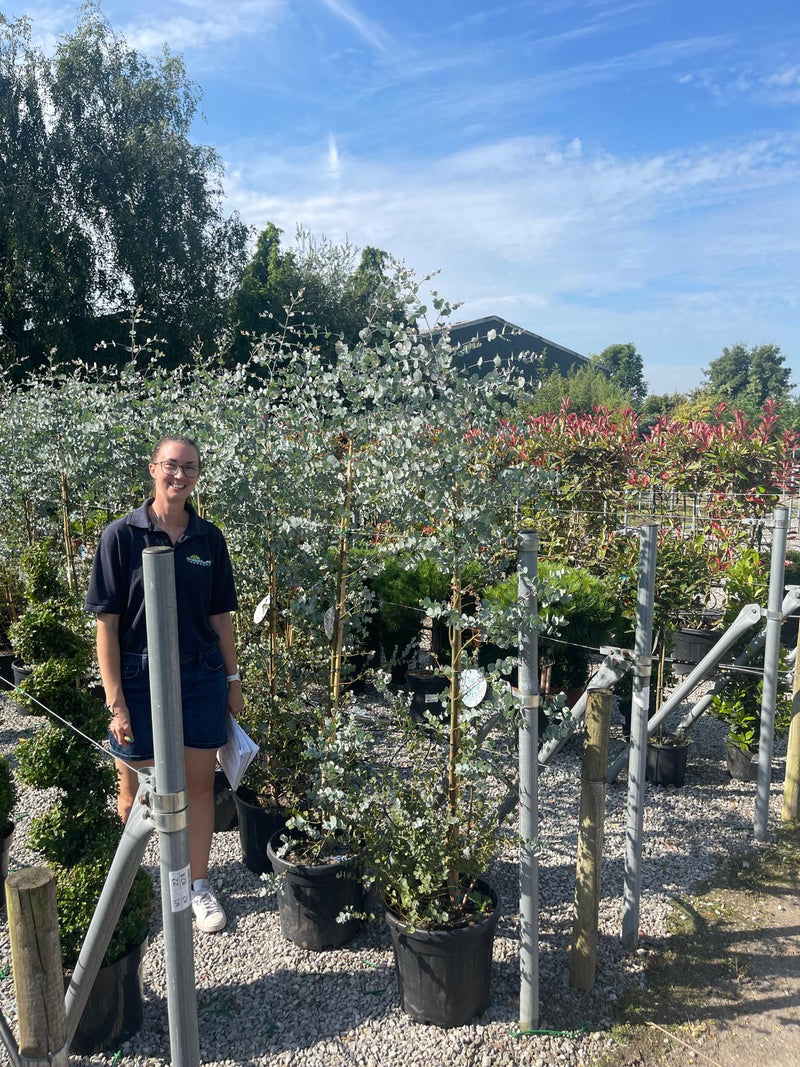 Eucalyptus Azura 15 Litre Pot 180/200cm
