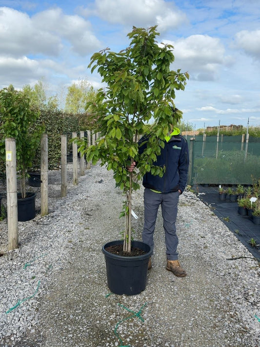 Prunus Avium Multi Stem 175/200cm