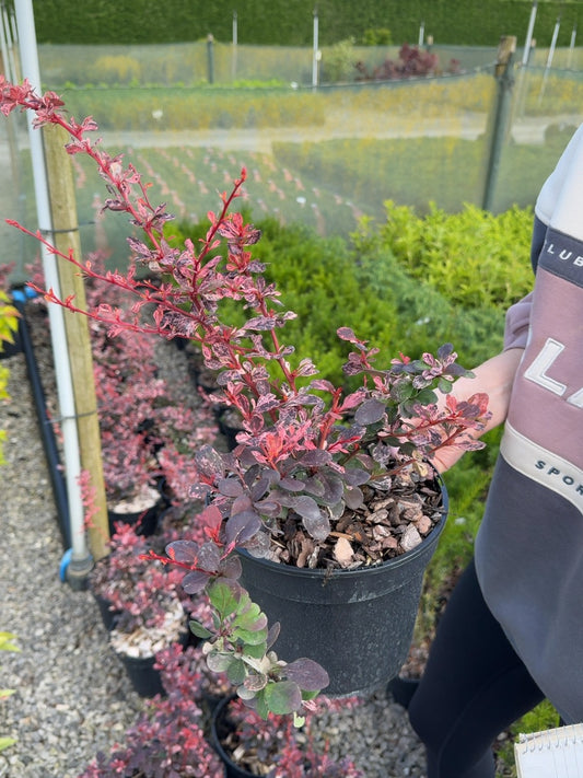 Berberis thunbergii 'Harlequin' - Japanese Barberry 3 Litre Pot