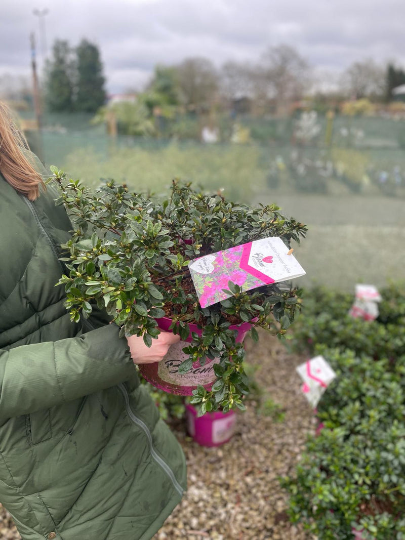 Azalea obt. Bloom Champion Fuchsia 10 Litre Pot
