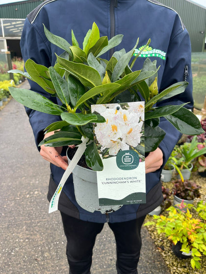 Rhododendron Hybrid Cunninghams White 2 Litre Pot