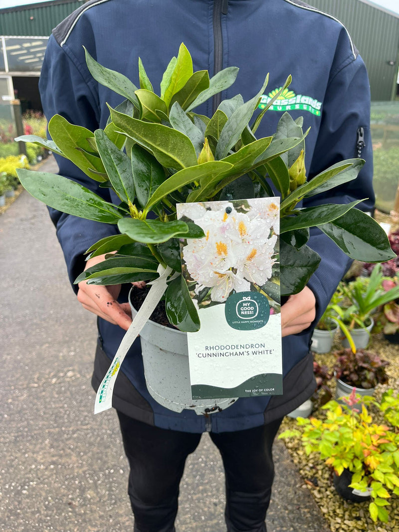 Rhododendron Hybrid Cunninghams White 2 Litre Pot