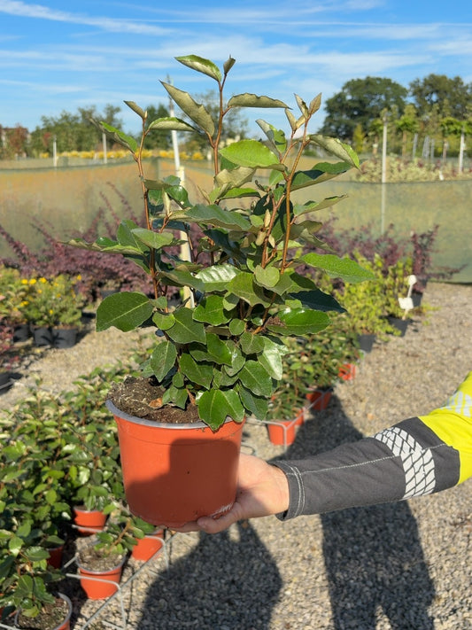Elaeagnus Ebbingei Compacta 2 Litre Pot