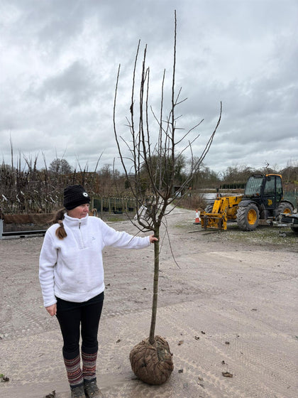 Apple Cox's Orange Pippin Root Ball, Half Standard 12/14cm Girth