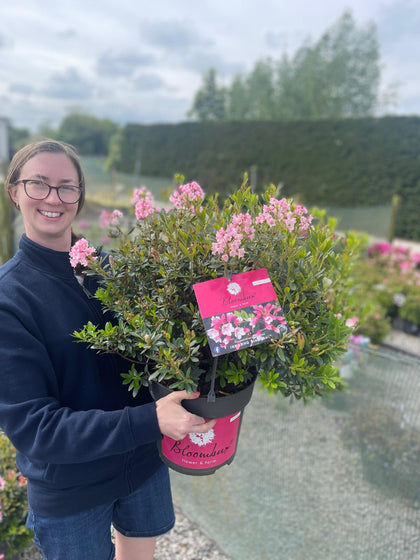 Rhododendron Bloombux Magenta 10 Litre Pot