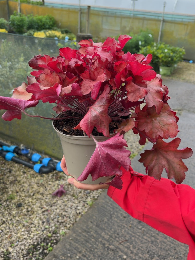Heuchera Cranberry 2 Litre Pot
