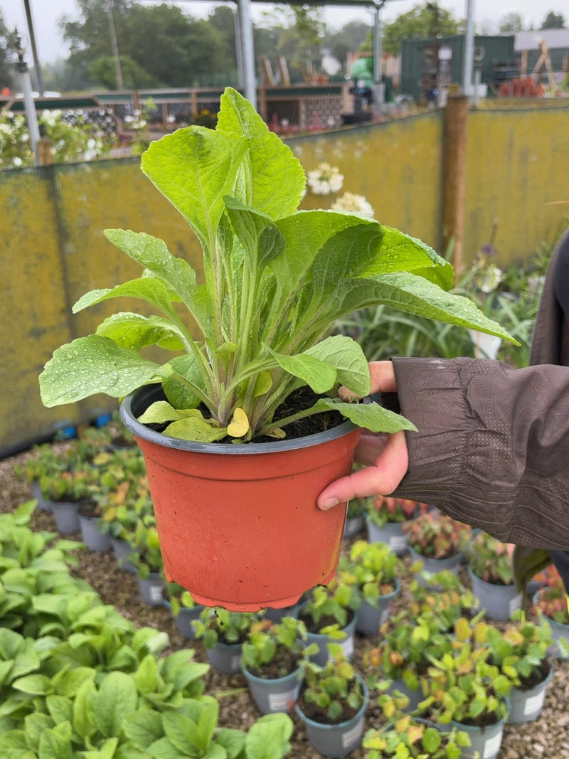 Digitalis Purpurea Mix 2 Litre Pot