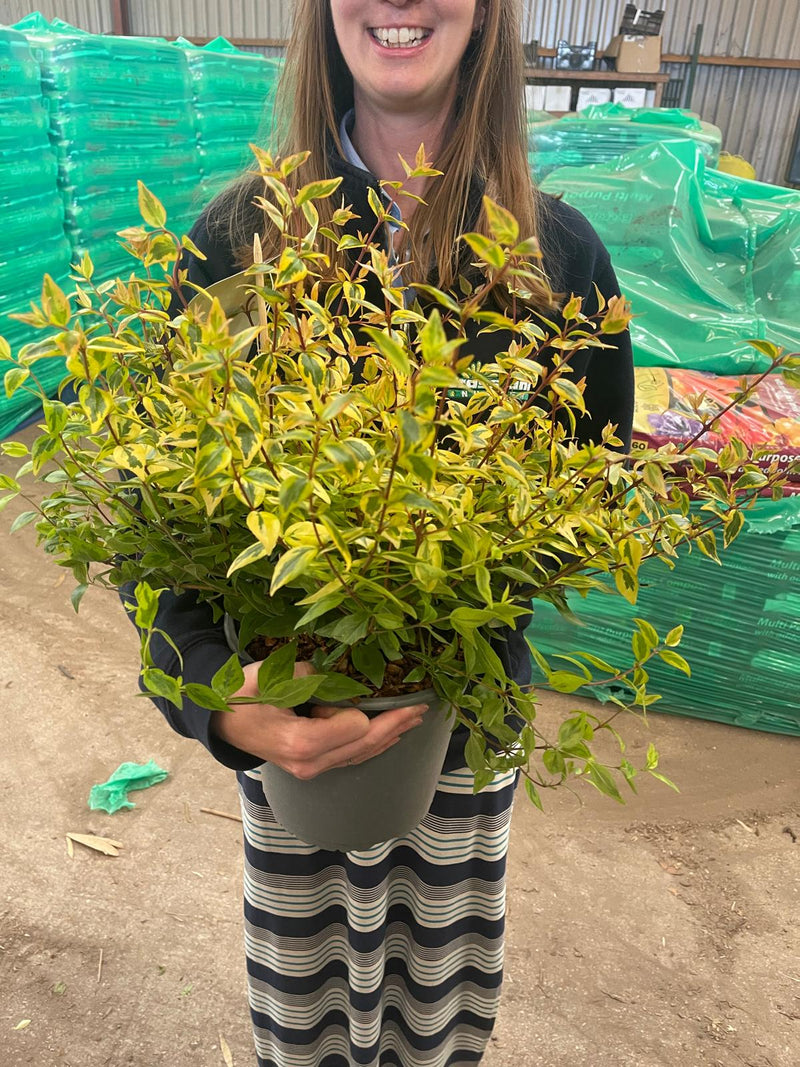 Abelia Kaleidoscope 4.5 Litre Pot