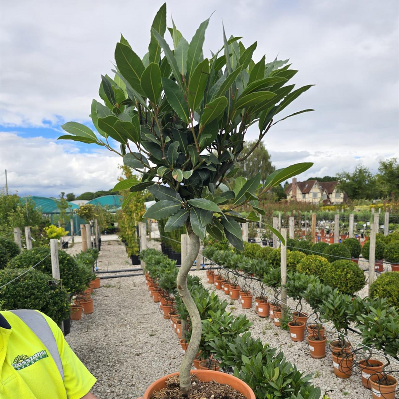 Laurus Nobilis 1/4 Standard Spiral Stem