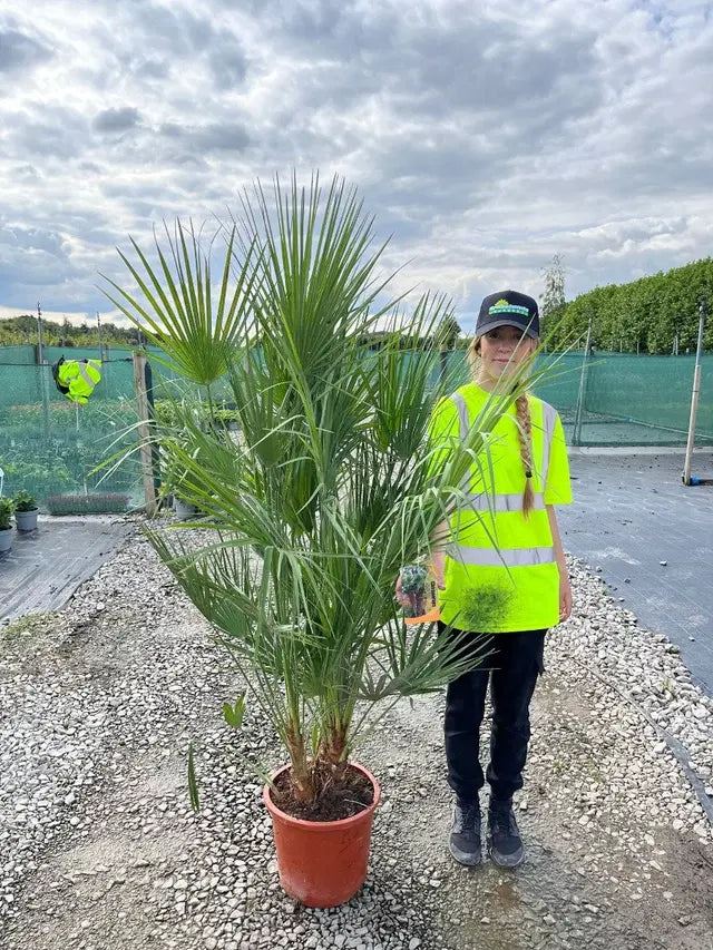 Chamaerops Humilis 15 Litre Pot