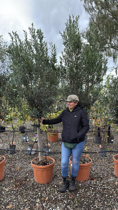 Olea Europea Or Olive Tree Heavy Standard 20/25cm Girth 45 Litre Pot
