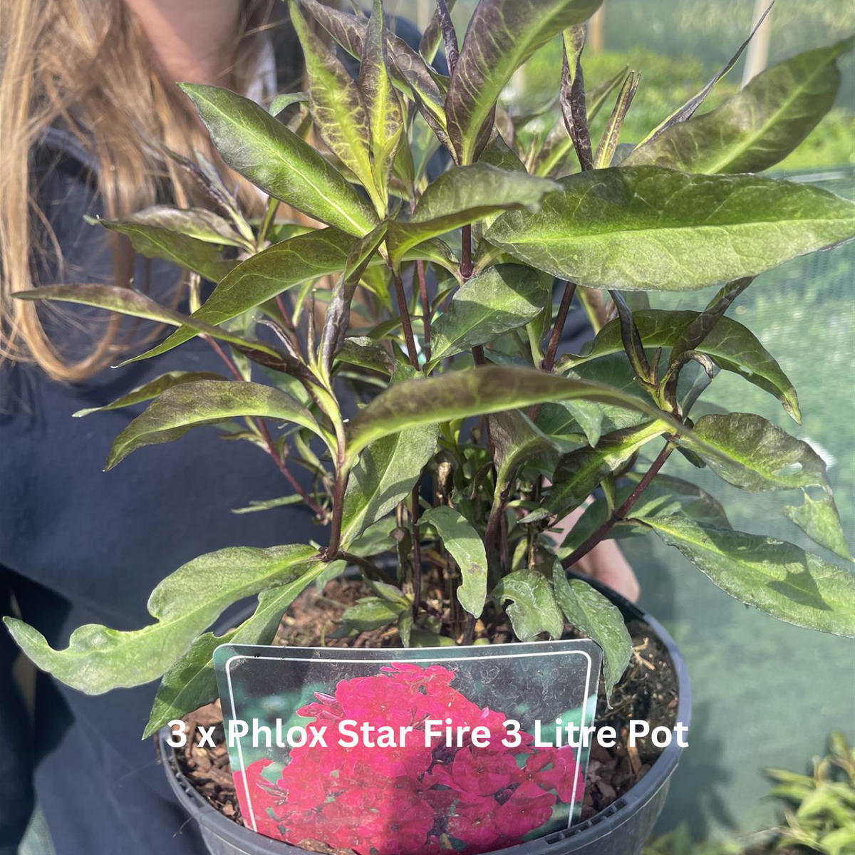 12 x Fragrant Shrub Mix Border Pack