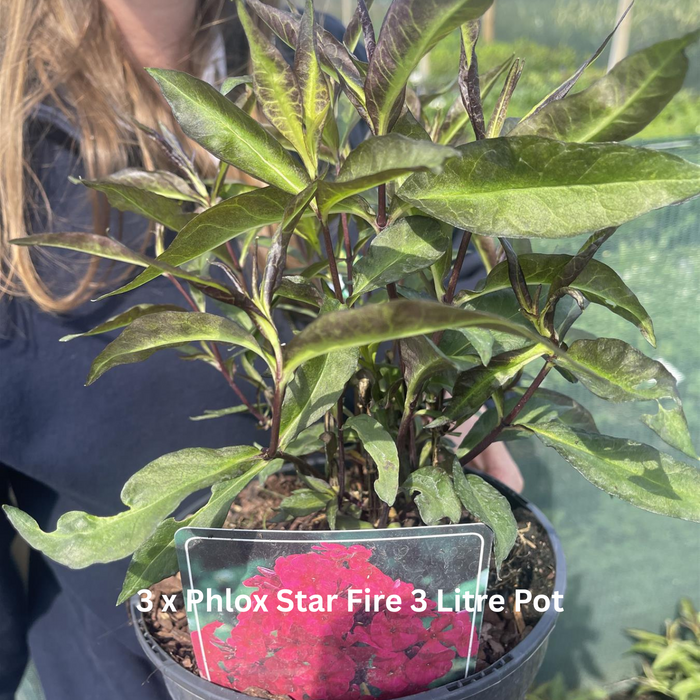 12 x Fragrant Shrub Mix Border Pack