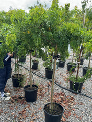Robinia pseud. Twisty Baby 10 Litre Pot 1/2 Standard