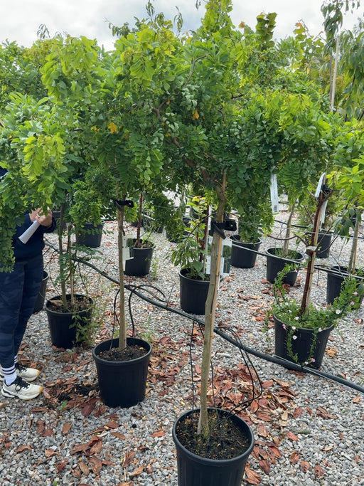 Robinia pseud. Twisty Baby 10 Litre Pot 1/2 Standard